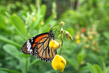 Common Tiger Butterfly on the Devil-bean Plant.