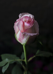 A beautiful flower called rose