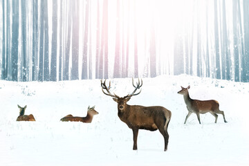 Noble deer in a snowy winter forest. Christmas fantasy image.
