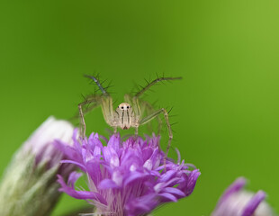 spider on a flower
