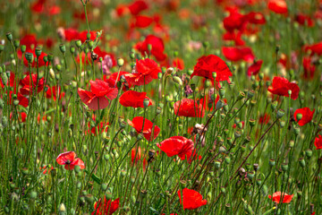 A field of red poppies against a background of green leaves.
