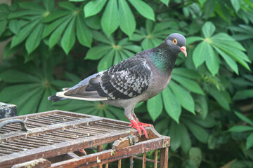 A beautiful pigeon perched on the end of a wooden cage with a green cassava tree in the background