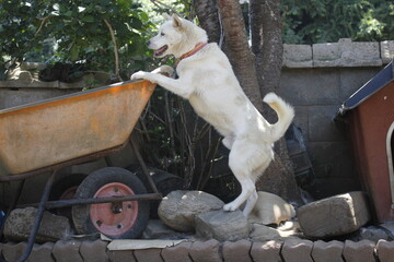 Korean traditional dog called jindo