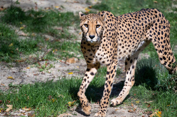 cheetah (Acinonyx jubatus) nice portrait