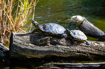 European pond turtle while sunbathing