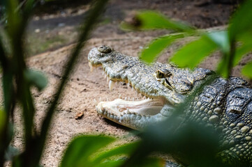 A portrait of a mexican crocodile (Crocodylus moreletii) with open mouth