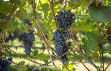bunch of red grapes on vine in vineyard, red wine