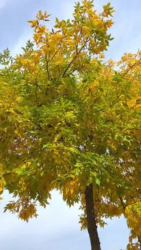 Autumn bright yellow leaves against the sky Slow motion camera moves to the side The sky is dull blue and white Background has space for text