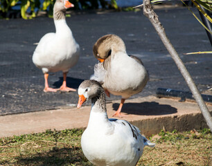 Image with three geese in the sun