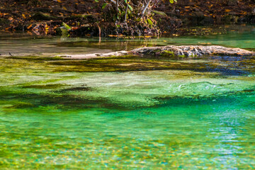 Small beautiful Cenote cave with river turquoise blue water Mexico.