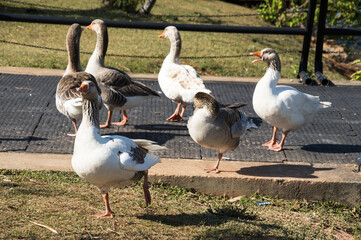 Flock with six geese sunbathing