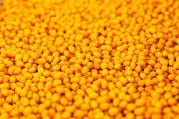 Sea-buckthorn. Orange background of ripe juicy autumn berries.