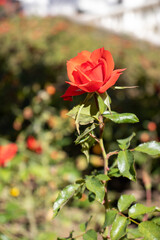 Fototapeta na wymiar single red rose growing in a formal garden