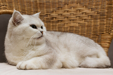Portrait of a beautiful British cat Scotish Straight white.