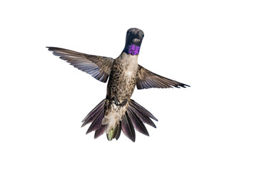 Black-chinned Hummingbird (Archilochus alexandri) Photo, Showing His Colors in Flight on a Transparent Background