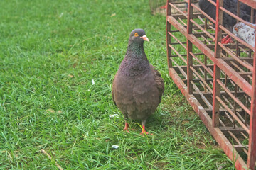 A brown male pigeon standing on the grass and next to a wooden cage