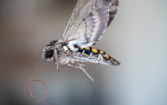 รูปภาพPolilla – เลือกดูภาพถ่ายสต็อก เวกเตอร์ และวิดีโอ514 | Adobe Stock