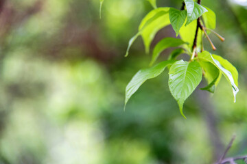 Fresh and green leaves background