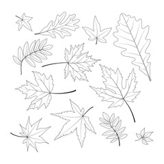 Fototapeta na wymiar Oak, maple, mountain ash leaves. Vector. Linear illustration.