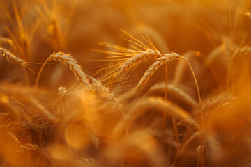 Wheat spikelets in a field at sunset