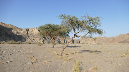 Dwa drzewa na środku wschodniej egipskiej pustynii - obrazy, fototapety, plakaty