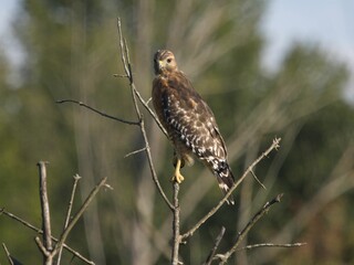 Red shouldered Hawk scouting prey at sunset in Indiana Dunes