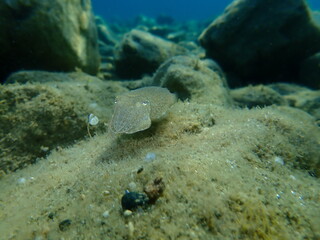 Fototapeta na wymiar Common cuttlefish or European common cuttlefish (Sepia officinalis) undersea, Aegean Sea, Greece, Halkidiki 