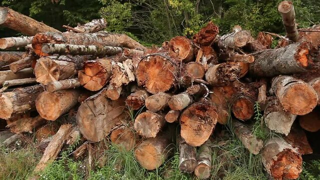 Sawmill. A mountain of old cut diseased trees. Tree trunks affected by woodworm. Rotten tree.