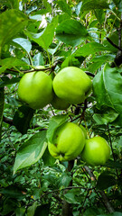 green apples on a tree