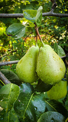 pear on the tree