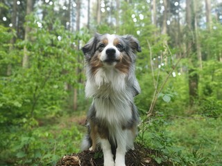 Miniature Australian Shepherd