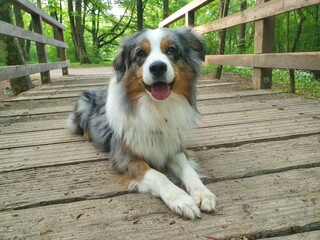Miniature Australian Shepherd 