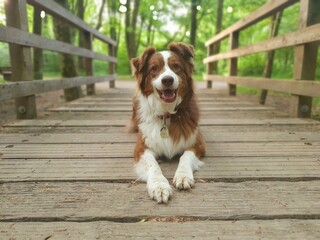 Australian Shepherd Redtri 