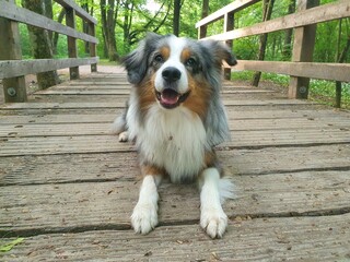Mini Aussie Blue merle
