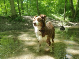Australian Shepherd Red Tri 