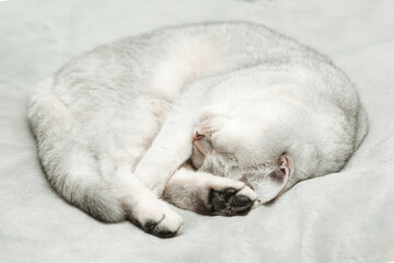 British Shorthair cat sleeps on a gray bedspread.