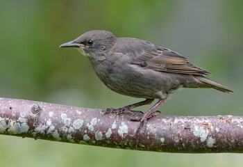 Gray Young Common starling (Sturnus vulgaris) looking from his perch to a new life