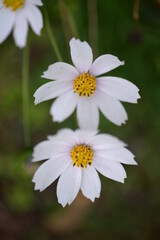 Fototapeta premium white flowers cosmos high daisies, background yellow stamens of a flower, gradient close-up on the stem, buds of cosmea, on a green blurred background of leaves