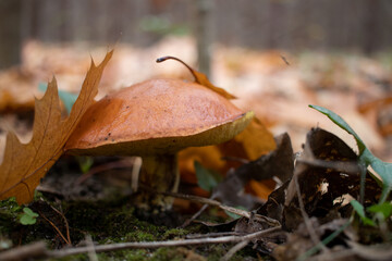 Slippery jack,  sticky bun, brown cap, Suillus luteus mushrooms on pine needles background in autumn forest. Foraging season. Selective focus