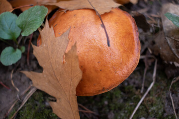 Slippery jack,  sticky bun, brown cap, Suillus luteus mushrooms on pine needles background in autumn forest. Foraging season. Selective focus