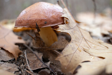 Slippery jack,  sticky bun, brown cap, Suillus luteus mushrooms on pine needles background in autumn forest. Foraging season