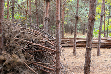 Pile of logs, stack of wood in pine tree forest. Sanitary logging, harvesting of timber for wood fuel. Cleaning forest from dry branches and trees. Forest hygiene. 