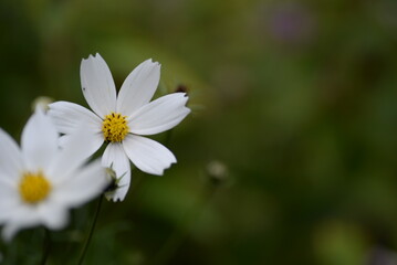 white flowers cosmos high daisies, background yellow stamens of a flower, gradient close-up on the stem, buds of cosmea, on a green blurred background of leaves