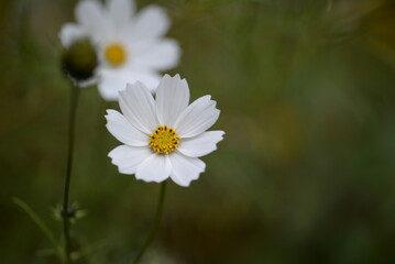 white flowers cosmos high daisies, background yellow stamens of a flower, gradient close-up on the stem, buds of cosmea, on a green blurred background of leaves