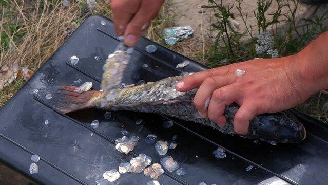 Cleaning live fish outdoors. Preparation for cooking. Close-up of a man's hand with a small knife cleaning fresh fish. Cleaning live fish outdoors. Preparation for cooking