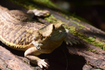 Bearded Dragon Portrait
