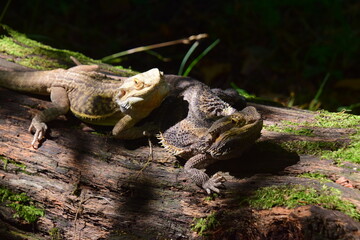 Bearded Dragon Nature