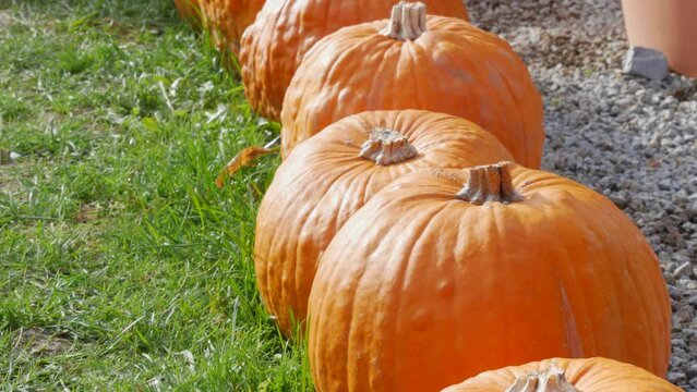Row of large large round orange pumpkins on green grass. Preparing for Halloween
