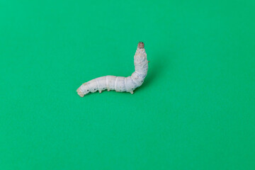 White silkworm on green background