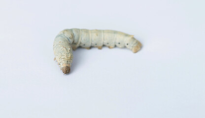 One silkworm on white background